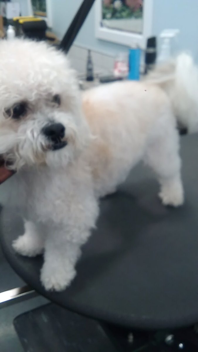 Teddy 🐾 Stylist: David #northeastgrooming #longisland #2702 #extrememakeover @LauraG_DAT