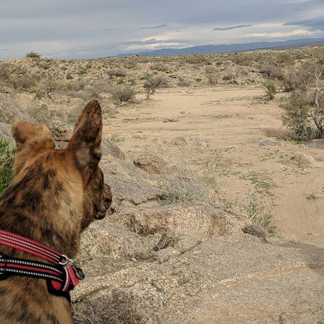 FarEndGear's tweet photo. #24hop #rockdrop #traildog #intraining #pinto #pintobean #pintothedog #mascot https://t.co/eAgETZIF9v https://t.co/03Gc7hqIux