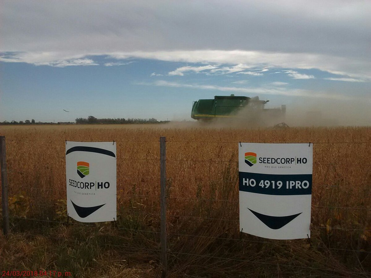SeedcorpHO_ARG's tweet photo. Cosecha de lote de HO 4919 IPRO en Marcos Juárez. 53 qq/ha promedio. #variedadesHO https://t.co/Ont5HBHQ5f