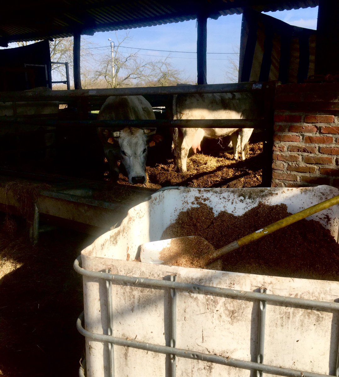 Lucky cows / spent grain from brewery feeds the (Italian) cows at Hof ten Dormaal, Belgium <a href="/HofTenDormaal/">Hof Ten Dormaal</a>