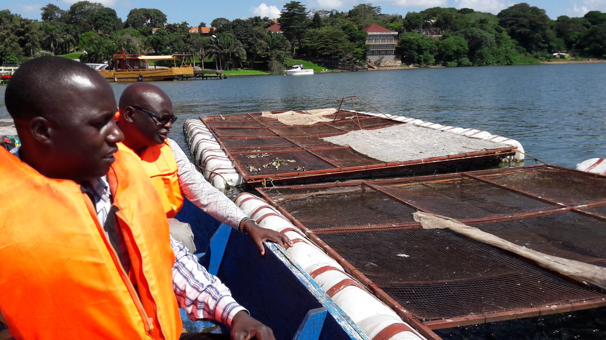 BolmanBas's tweet image. In #Uganda to study opportunities and constraints for smallholders in #aquaculture. #tilapia #kampala #lakevictoria @deltares