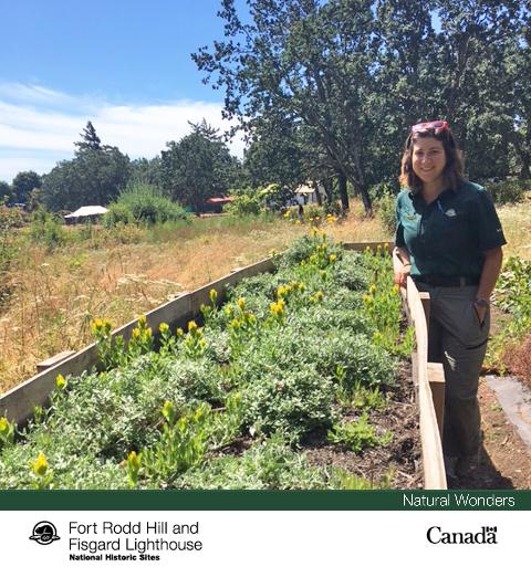 FortRoddFisgard's tweet image. .@ParksCanada staff are working to restore Garry Oak ecosystems at @FortRoddFisgardNHS. #ScienceWithAView #ParksInsider