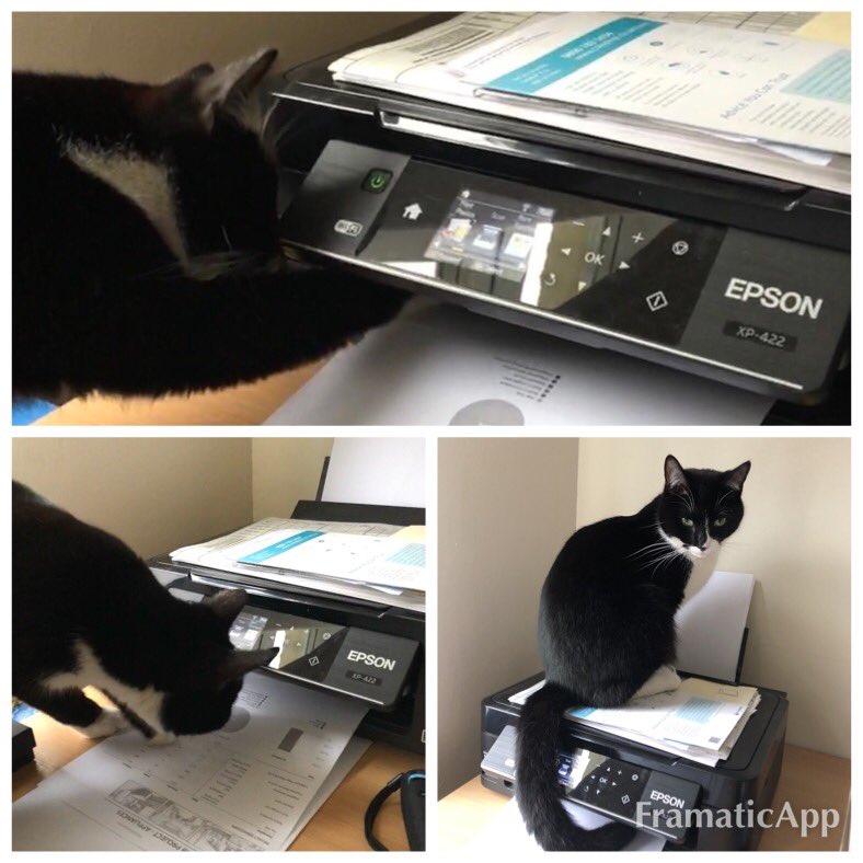 DevonCowlsy's tweet photo. Trying to print stuff with Derek in the house is never easy #alwaysderek https://t.co/vn3F6T7FQm