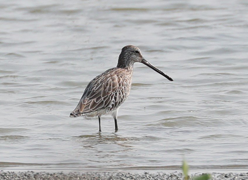 Sibe4me's tweet photo. Thailand...Feb18..Laem Pak Bia..Asiatic Dowitcher near to the abandoned building..one of three birds, probably an adult female on length of bill and feather patterning but I'm open to comments..It would be nice to find one in the UK @orientbirdclub @spurnbirdobs #asiaticdowitcher https://t.co/triElYxfOL