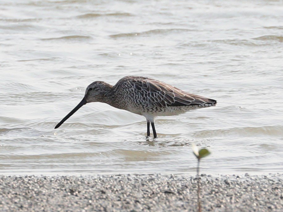 Sibe4me's tweet photo. Thailand...Feb18..Laem Pak Bia..Asiatic Dowitcher near to the abandoned building..one of three birds, probably an adult female on length of bill and feather patterning but I'm open to comments..It would be nice to find one in the UK @orientbirdclub @spurnbirdobs #asiaticdowitcher https://t.co/triElYxfOL