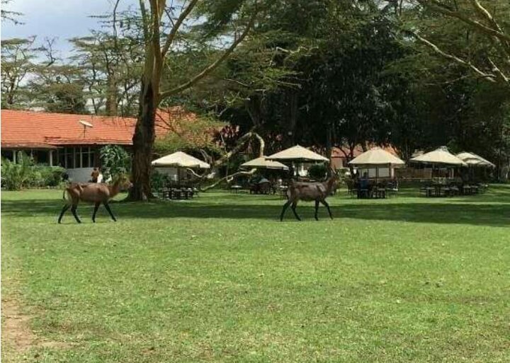 kibokoluxcamp's tweet photo. Planning to have your dream wedding at the outskirts of the town? #KibokoLuxuryCamp is ready to host you. #TembeaKenya #MagicalKenya #WhyIloveKenya
^ES https://t.co/NdO8HhE8IL