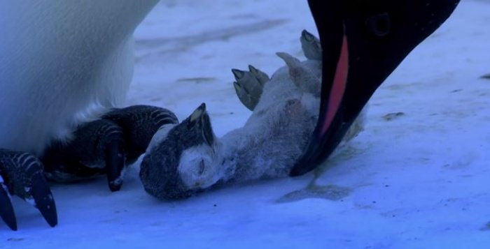monde_biodi's tweet photo. Voilà pourquoi il ne faut pas tuer les animaux sauvages. 
Ils ont eux aussi des émotions et nous devons les respecter. https://t.co/Lu4trUlZCk