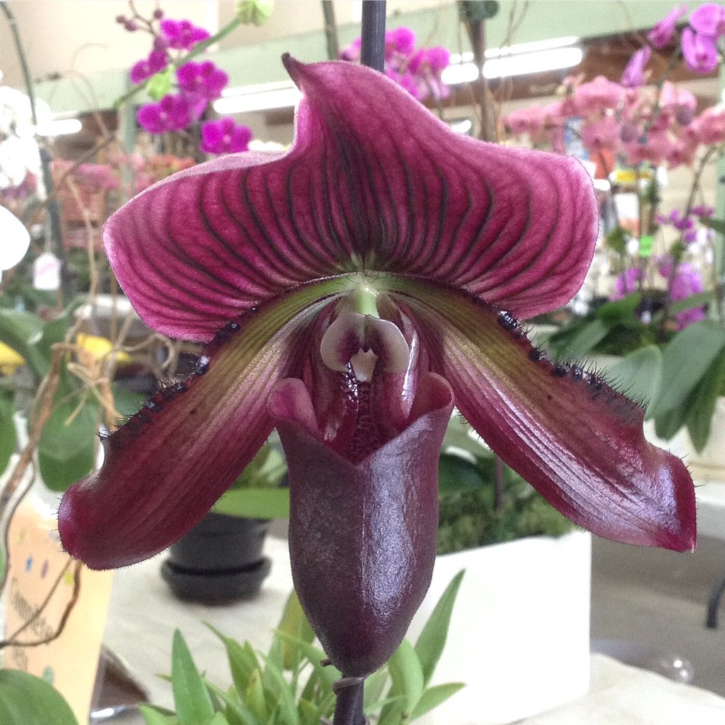 #LadySlipperOrchid #paphiopedilum #LadySlipper #orchid #OrchidCollection #OrchidNerd #iLoveOrchids #orchidlover #orchidaceae #orquidofilia #ExoticFlower #NoFilter