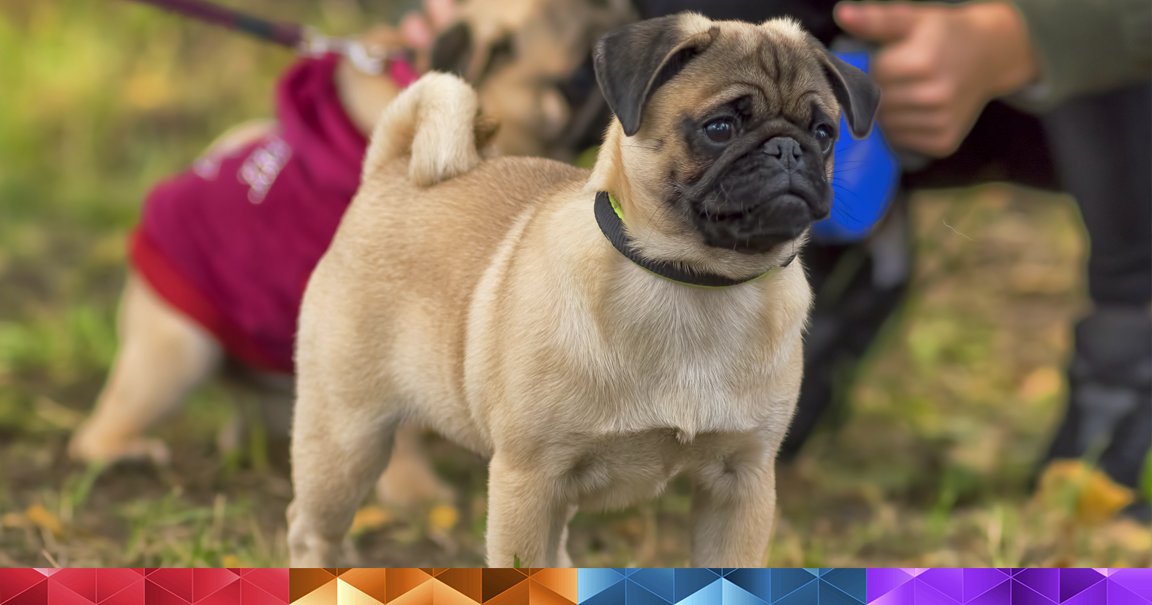 MyHempology's tweet photo. Do you have a worried little dog like this one? Try CBD Pet Treats!
#hempology #cbd #dogtreats https://t.co/EaD0YalzdN https://t.co/aUgLagzj9C