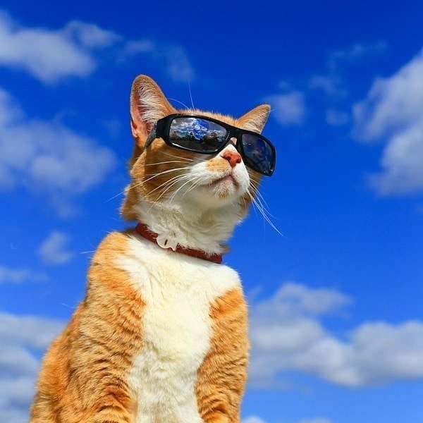 jazzstar3729's tweet image. Reposting @miyouji: - via @Crowdfire 
Proud to be a cat.
#juancatisbusy #travelwithcats .
.
.
.
.
#tabby #tabbycat #kitty #cats #catoftheday#catoninstagram #adventurecat #adventurekitty #pets#wildflowers #desertflowers #spring #flowers#hikingwithcat #hikingwithcats #bluesky