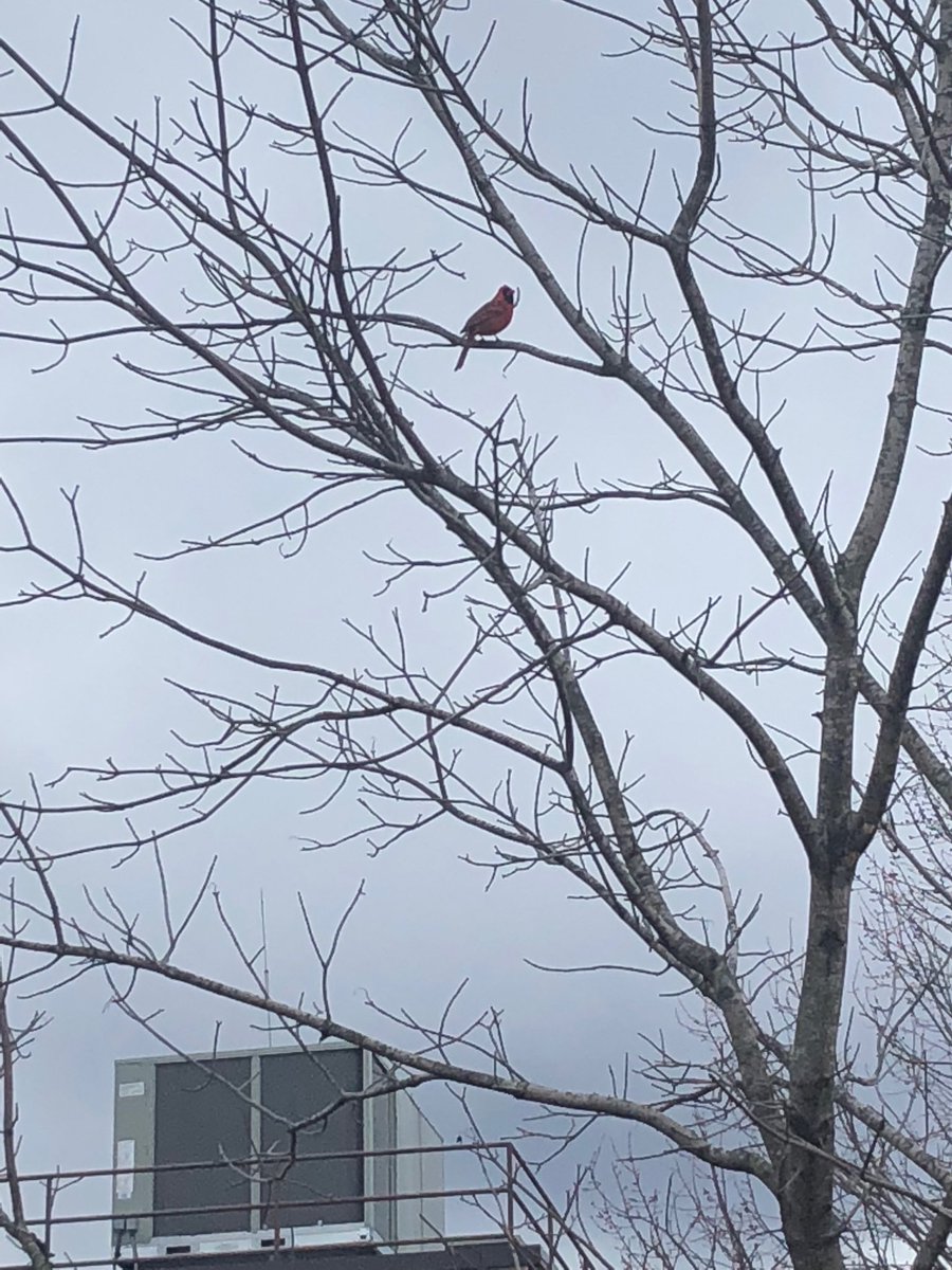 J_Botelho_TND's tweet image. Stopped by work to pick something up that I forgot and saw this pretty little cardinal in the tree. Lots of birds out here tweeting! #SoundsOfSpring