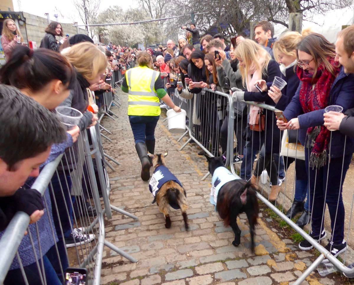 LovingDalston's tweet photo. Hat trick for @Cambridge_Uni today. It won the coveted #GoatCup by beating Oxford in the prestige 2018 #GoatRace @Spitz_CityFarm, NE London; by beating Oxford in the women’s #BoatRace on the Thames, and by winning a male version of the race. https://t.co/5vK4b8z1YB