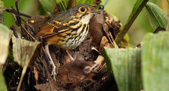 Alberta Claw On Twitter Other Ovenbirds Build Massive - 