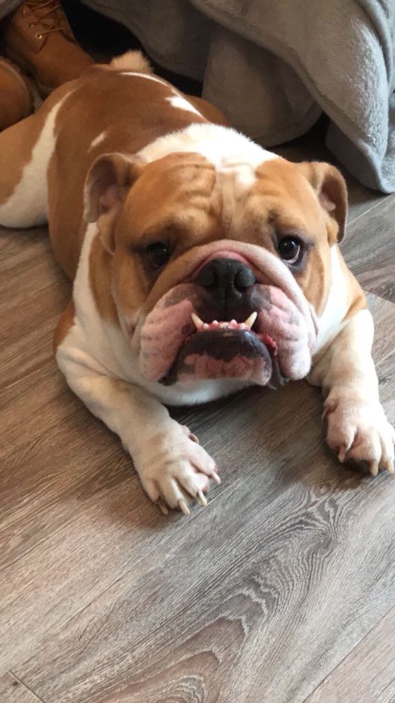 kateharvey11's tweet photo. Daves getting up early to watch @LewisHamilton win #hammertime #hicoco&amp;roscoe 🐶❤️ https://t.co/VVFtWLtS4G
