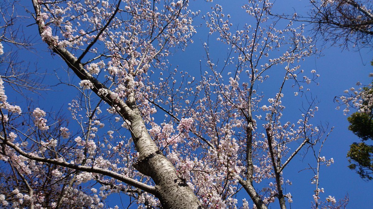 AMOREFreeman's tweet image. お花見🌸日和ですね🎵