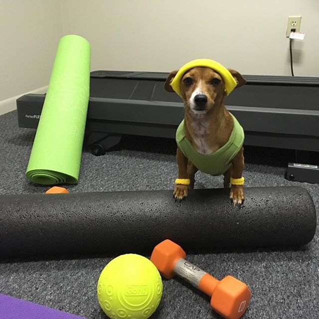 Assisi_Wear's tweet image. Warning MAJOR cuteness overload!!!!!! 😍 Who wouldn't want to work out with this guy?!

🛍: ow.ly/9f9U30iQruK

#assisiworkoutwear #athleticdog #fitdog #dogpower #dogsofinstagram #workingdogsofig #fitchiweenie #happytails #exercisingdogs #adoptdontshop #chiweenie #smalldogs