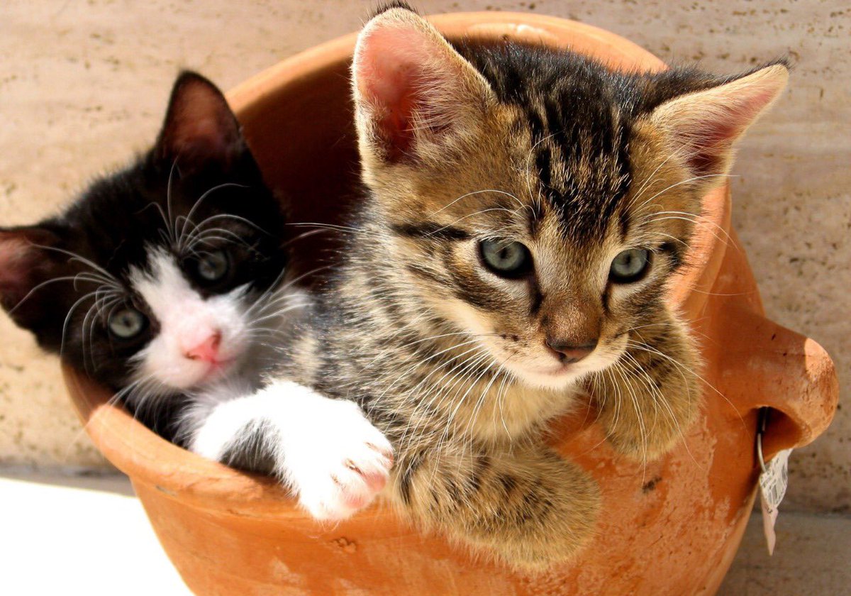 Pets_Planet1's tweet photo. #petsPlanet https://t.co/Xgm9Y23FPw