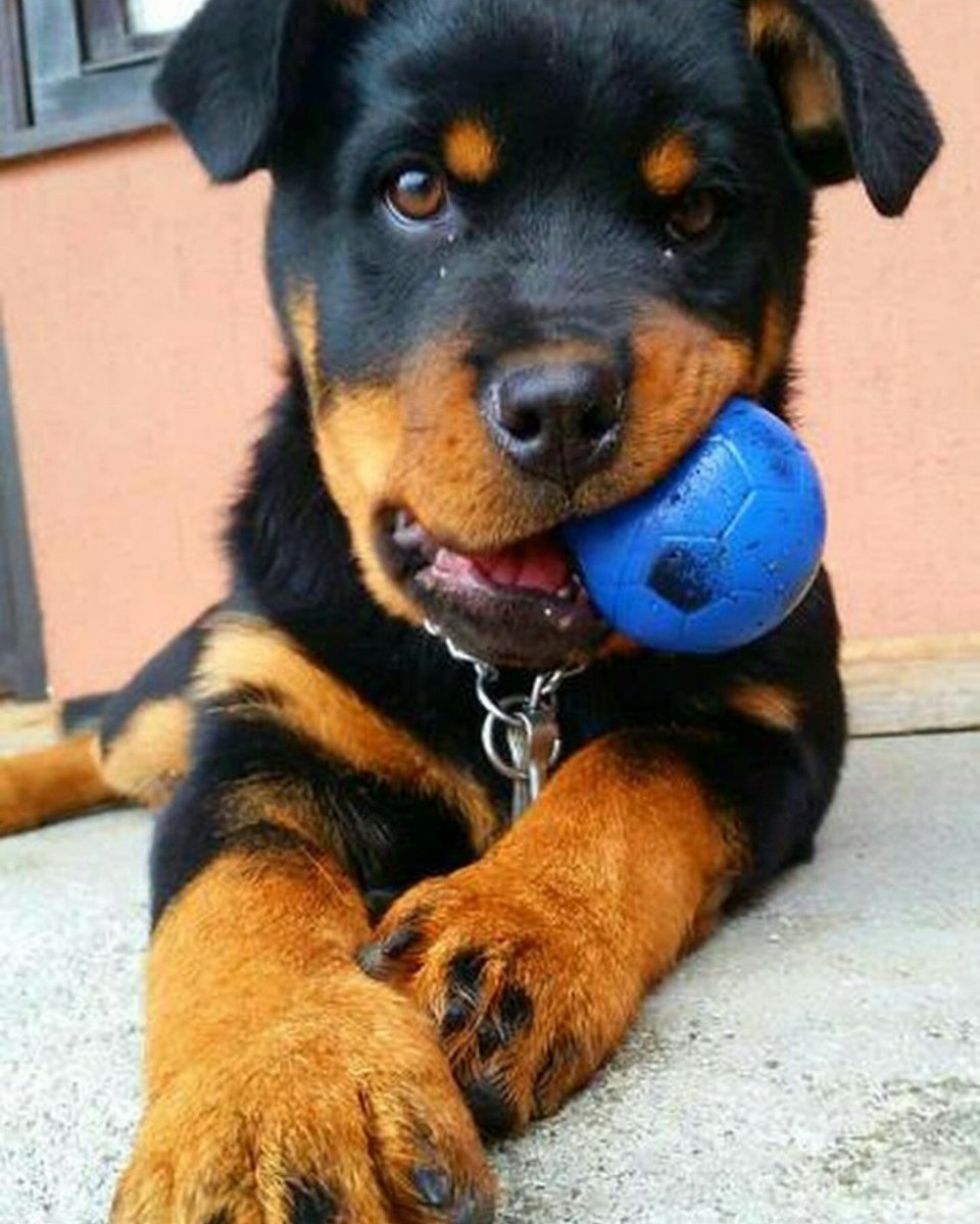 We're looking so cute aren't we ? 🤗😍🐶 #rottweiler #puppy