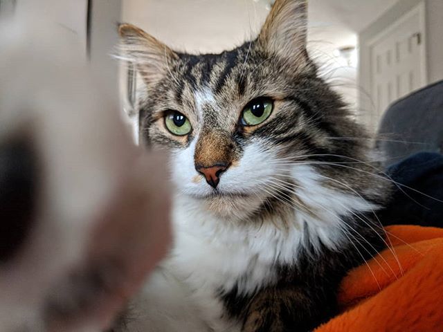 shefreynolds's tweet photo. Happy #caturday. #kratos #catofwar https://t.co/gVJXyqkB5B https://t.co/gERxdPDmnY