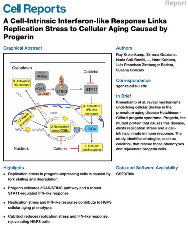 vasculomet_med's tweet photo. @Primary_Immune @Progeria Thanks for making me aware of this interesting paper.
Original research here: A Cell-Intrinsic #Interferon-like Response Links Replication Stress to Cellular #Aging Caused by #Progerin.
#HGPS #Progeria #Calcitriol #ReplicationStress #STAT1 #IFN #LamininA
https://t.co/Fgpd5lDIm5 https://t.co/m1aVSR4fPd