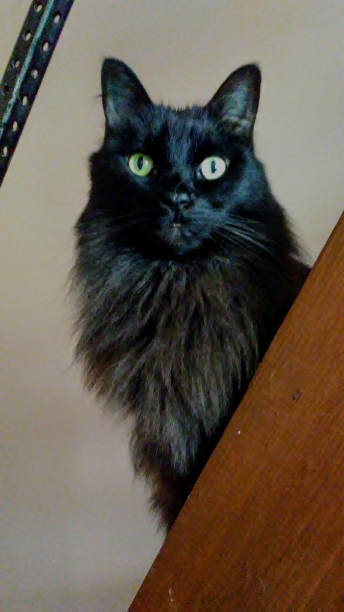WidgetGizmo's tweet photo. Happy #Caturday!
We celebrates with kittiemama fur a couples of hours of playings & pettingd & luvings! #Yaaaaaaah!
We hopings ev'r bodies gettings luvs too days!!!
#CuddlePuddle
#CatsOfTwitter
#BlackCats
#blackcatsrule
#MakeSnugglesNotWar
#TwitterCritters https://t.co/i1r5492bF7