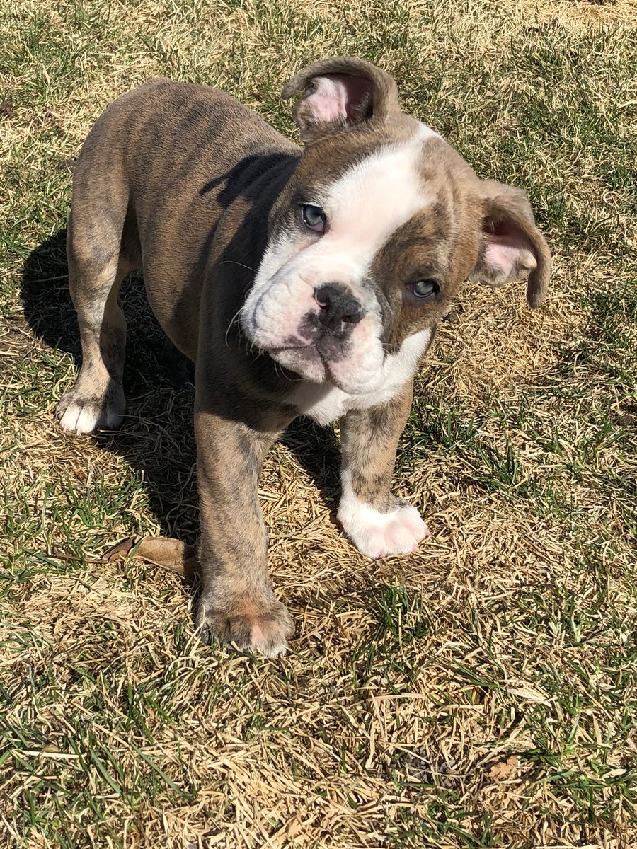 #NationalPuppyDay my new pup Simba!