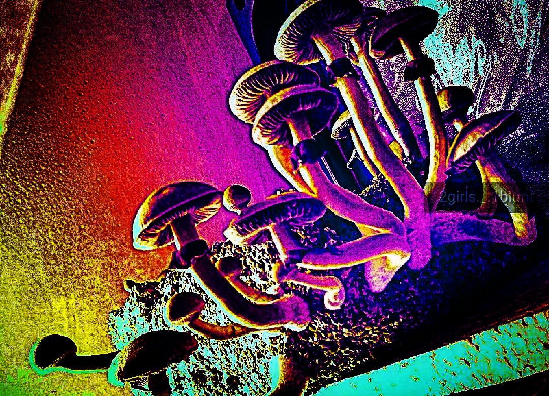 #shroom #shroomatnoon #mushroomsociety #mycophile #mushroomhunting # mushroomhunters #mushroom #mushrooms #fungi #fungus #mycology #fantasticfungus