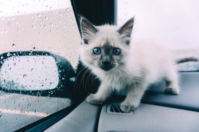 piccatdog's tweet photo. #cats #catstagram #instacat #dedication #catlover #catoftheday #ilovemycat #catlovers #cat #herocat #smile #tigerthecat #mafraforpet #smilemore #rescue #rescued #love  #squirrel #redsquirrel #squirrellove #pets #exoticpet #squirrellife #petstagram #petphotography #cutest #cute https://t.co/1Ld3c2F6fe
