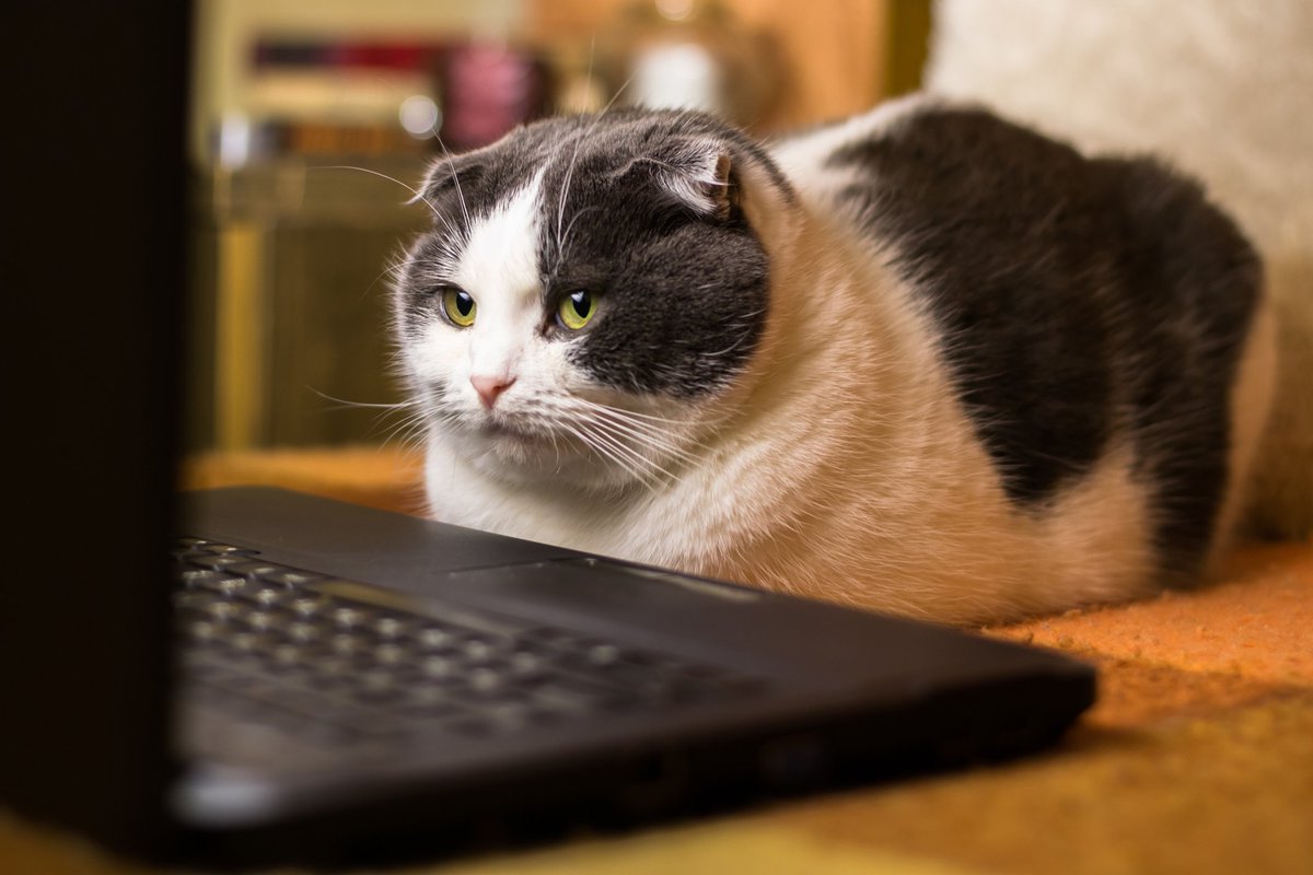 Justin_Wearne's tweet image. Set-up the cat with a twitter account; initial results have been paw.