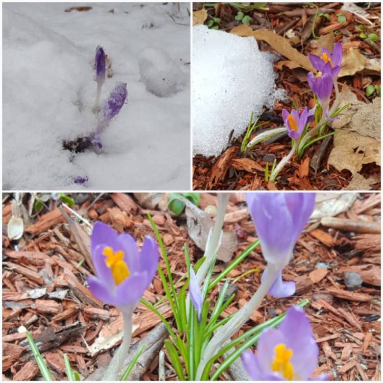 ljennings32's tweet photo. Crocus biflorus 'Blue Pearl' (Crocus 'Blue Pearl') - Hardy New England #crocus coming up! #springis... via @gardentags https://t.co/DycAqCS7lS