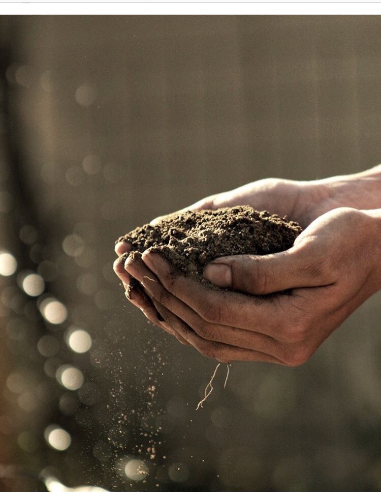 BodyofS's tweet image. I can’t wait for my herbs to sprout!