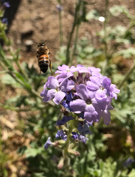 Wow look at this little guy go https://t.co/tmv3NMuIrg