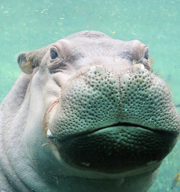 SnackBuckWild's tweet photo. Happy as a #hippo in love. 💓 You go, girl. 

https://t.co/wQT96iUfji https://t.co/3LomwqHKis