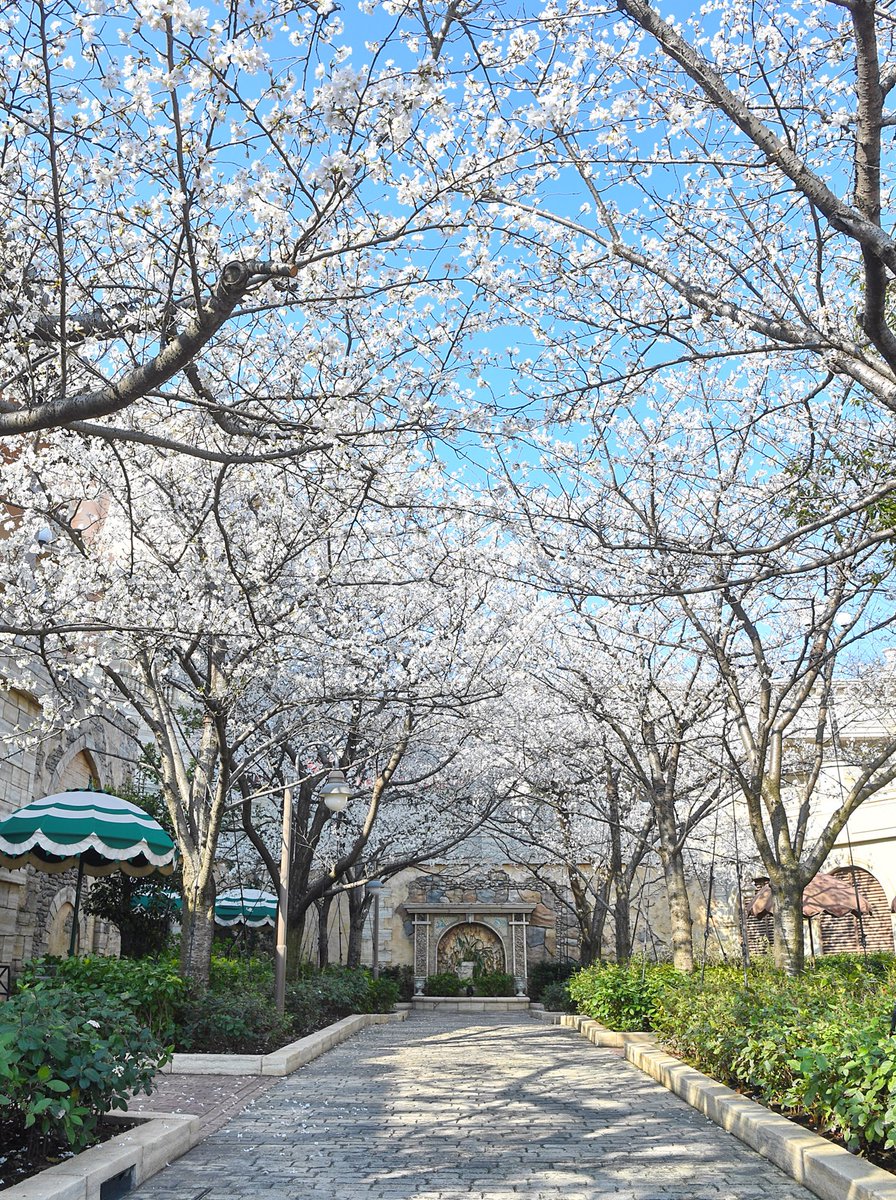 Mezzomikiのディズニーブログ 東京ディズニーシーのピクニックエリアは桜が満開です T Co Bfuupozltz