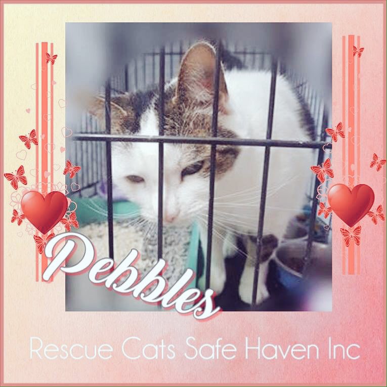 ALPR_Lost_Pets's tweet photo. #KittyKatoftheWeek
#CatsOfTwitter #RescueCatsSafeHaven #TasmaniaAustralia          https://t.co/esAFOYsCVR https://t.co/VbtRwuJp5l