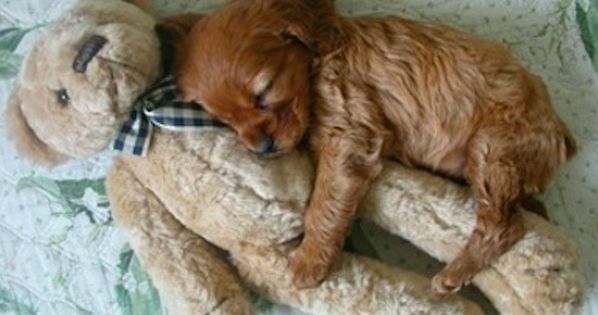 theahlly's tweet photo. so cute, puppies love teddies as much as we do https://t.co/6yt1LCuz3i