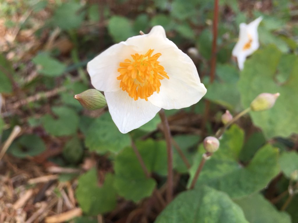 池ポチャ野郎 Pa Twitter 芥子に似た白い花で葉がハートの花 白雪芥子 スノーポピー 胡蝶花 花言葉 清純な誘惑 優美 花 フラワー 白い花 T Co Padid31qp6 Twitter