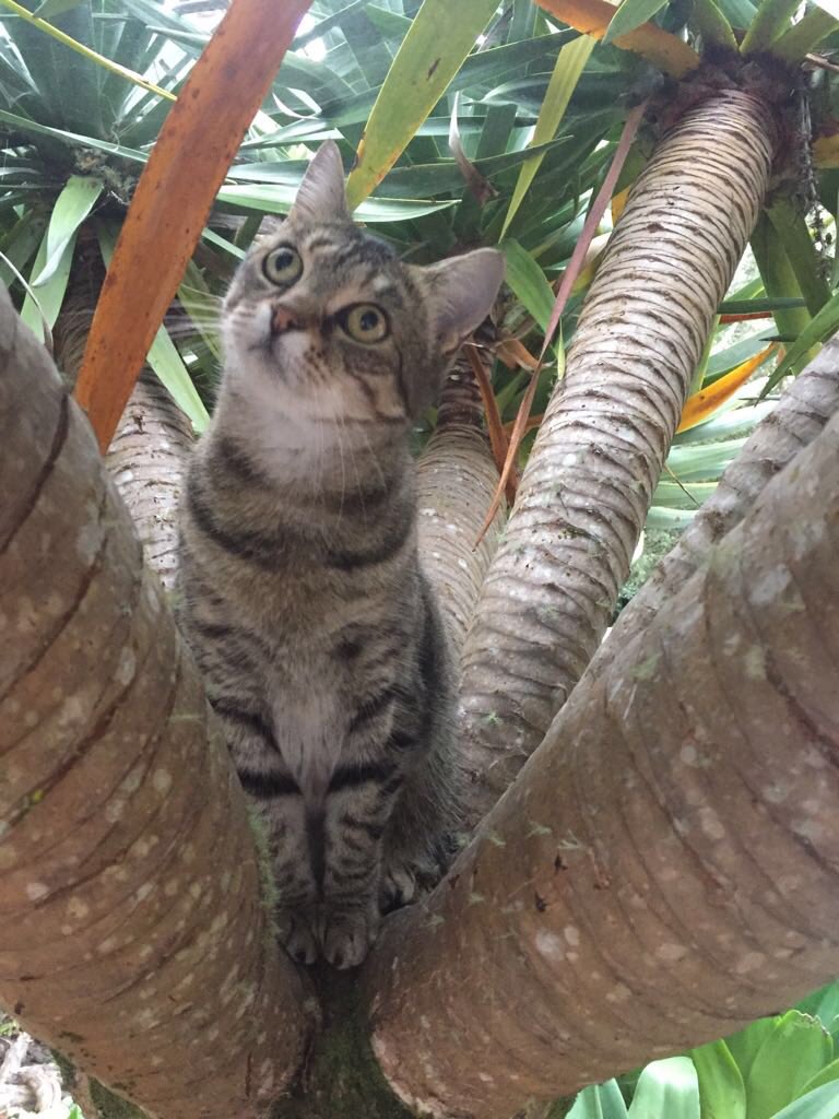 bmtissi's tweet photo. Mamabear, the hunter-killer submarine... #mamabearthecat https://t.co/1BOHxloanQ
