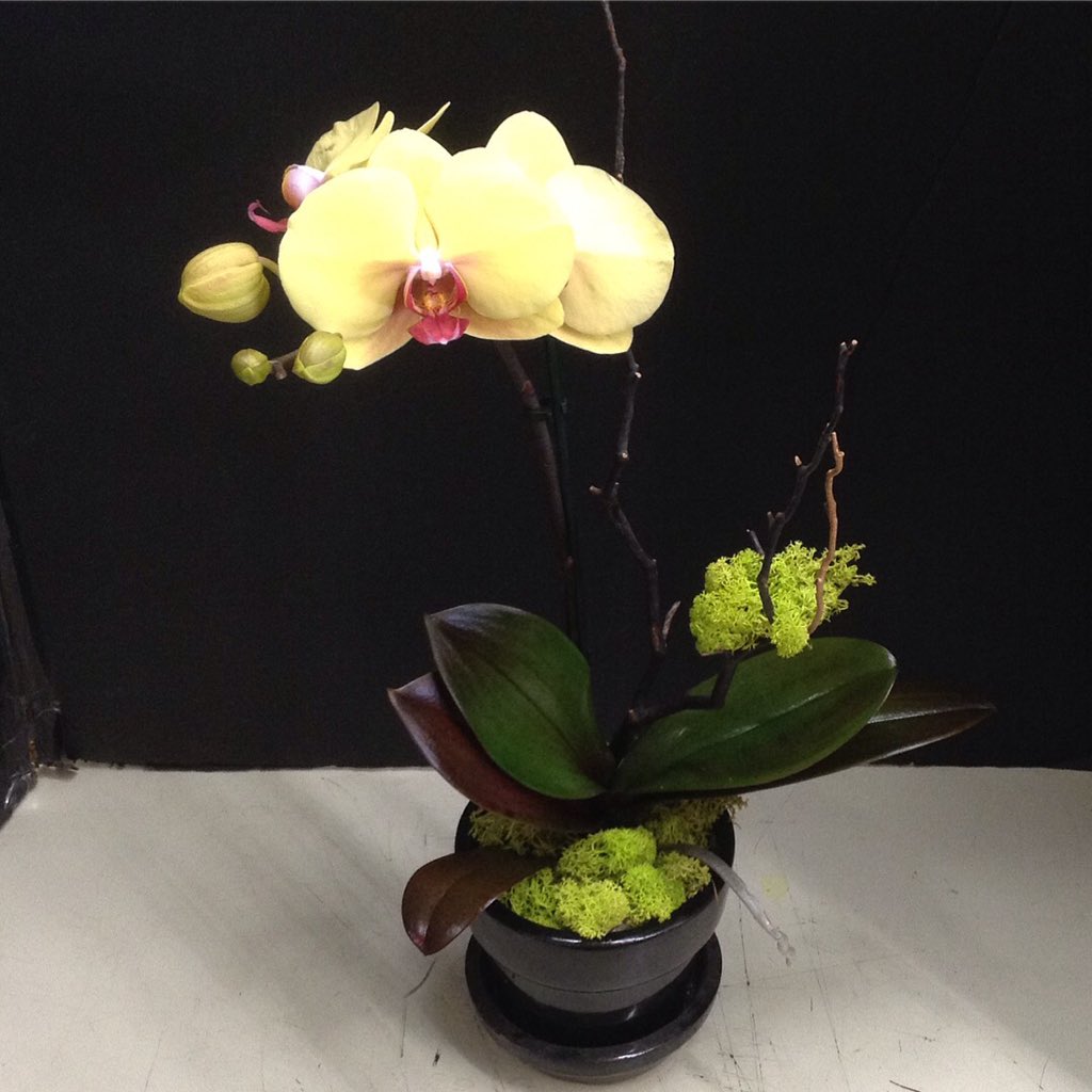 pac8orchids's tweet photo. Spring is here! And we continually have #FreshOrchids for various occasions. Drop by our #OrchidStore in #WestLA to find the perfect #OrchidArrangement for a gift or for your home :) #orchidlover #instaorchid #orchidaceae #orquidofilia #phalaenopsisorchid #Pac8Orchids https://t.co/uM5ygbAlcH
