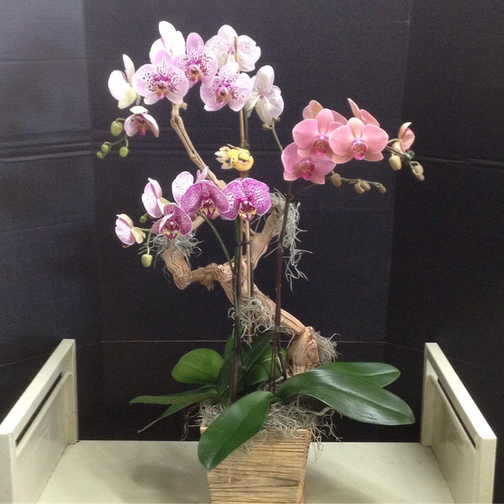 pac8orchids's tweet photo. Spring is here! And we continually have #FreshOrchids for various occasions. Drop by our #OrchidStore in #WestLA to find the perfect #OrchidArrangement for a gift or for your home :) #orchidlover #instaorchid #orchidaceae #orquidofilia #phalaenopsisorchid #Pac8Orchids https://t.co/uM5ygbAlcH