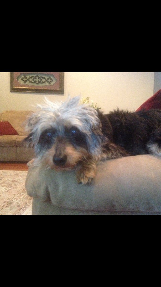 Bobbo ''Big 'Pepto dog' Chungus'' Eldrazo tweet media