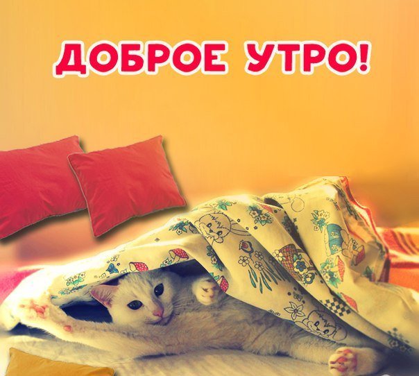 Невеста чародея, доброе утро пятница картинки прикольные смешные с надписью новые
