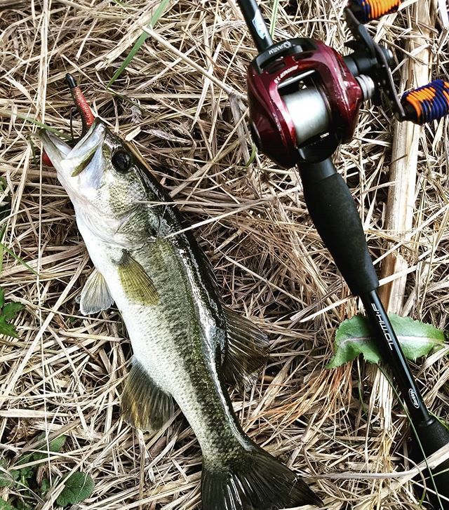 CrouchOutdoors's tweet photo. Hey it wasn't a skunk 😂. #fishing #bassfishing #texasfishing #texasbassfishing #texasangler #lmb #largemouthbass #quantum #berkley #freshwater https://t.co/iZTBA3qqDg