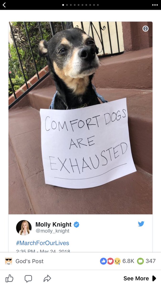 HeathGecko's tweet photo. So are comfort geckos. #enough https://t.co/QHVOszyFtA