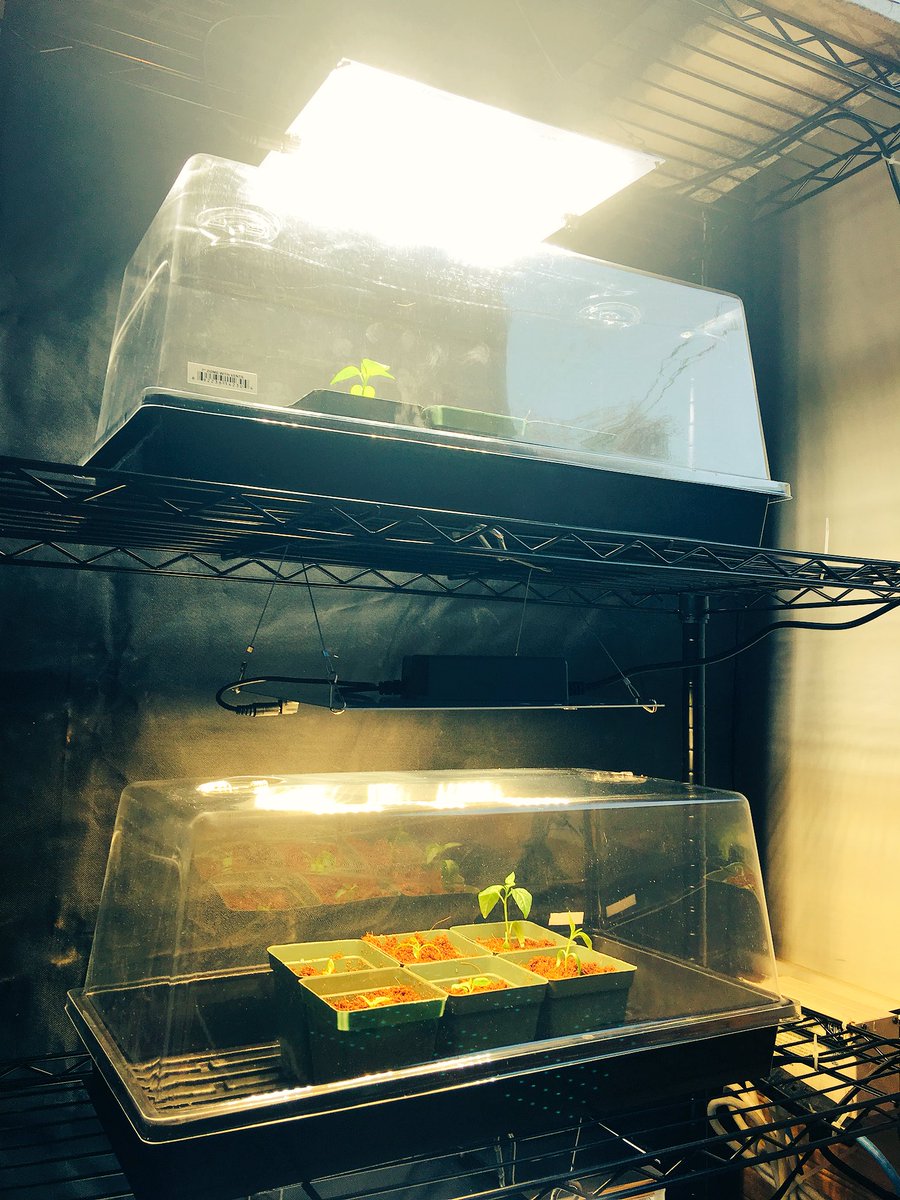 makehydroponics's tweet image. The new grow rack is looking good. New video in the works. @HortiLightGroup #HLG65 #hydroponic