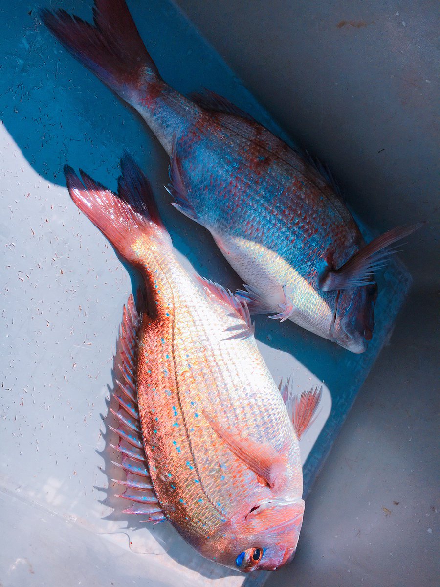 海上釣り堀 太公望の口コミや料金や釣果 釣れた魚は食堂で食べられるぞ 釣りとキャンプのマガジンblue S