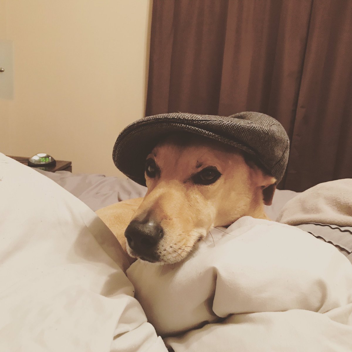 AndysIntuition's tweet photo. @chipcoffey do you ever put your scarves on your dogs? It turns out you CAN teach an old dog new tricks... here's Zico rocking my hat! https://t.co/P0awzBHshN