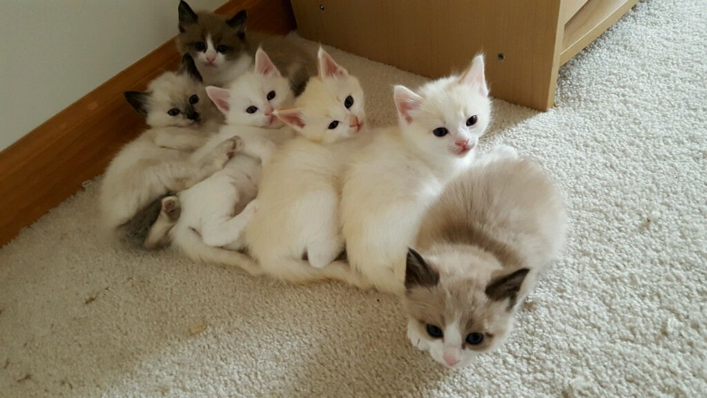 EllenAMuth's tweet photo. BALINESE KITTENS for sale! Adorable and affectionate purebreds. All shots, health certificates. PM for details https://t.co/Cy7w1AGjgl