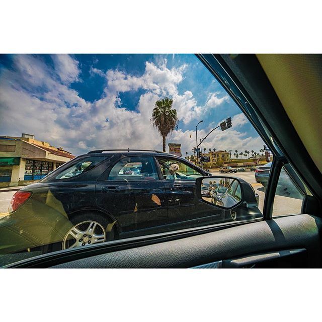 VONJAKO's tweet photo. “Whatchulookinat?” Photo by @vonjako #doglife🐾 #latraffic #dogdrivers #dogwindow #rushhourtraffic #baddrivers #natgeocreative #thephotosociety #subaru_usa #bluskies #whatchulookinat #palms🌴 #dogtown #moveurass #documentaryphoto #cinema🎬 #filmmakinglife https://t.co/YDsDaapEtb