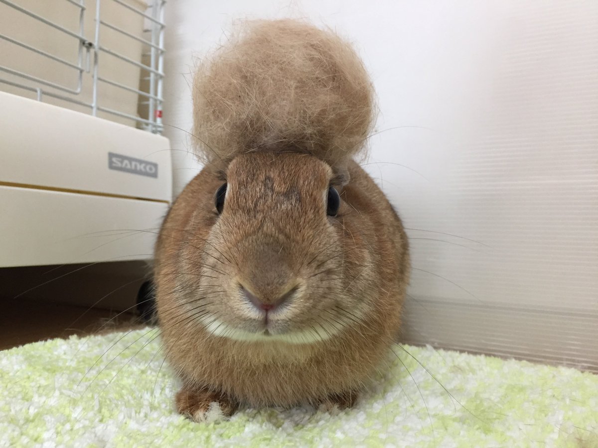 うさぎのみなさんの換毛期は無くなりそうで怖い勢い もう1羽うさぎができそうになる Togetter うさぎのみなさんの換毛期は無くなりそうで怖い勢い もう1羽うさぎができそうになる Togetter